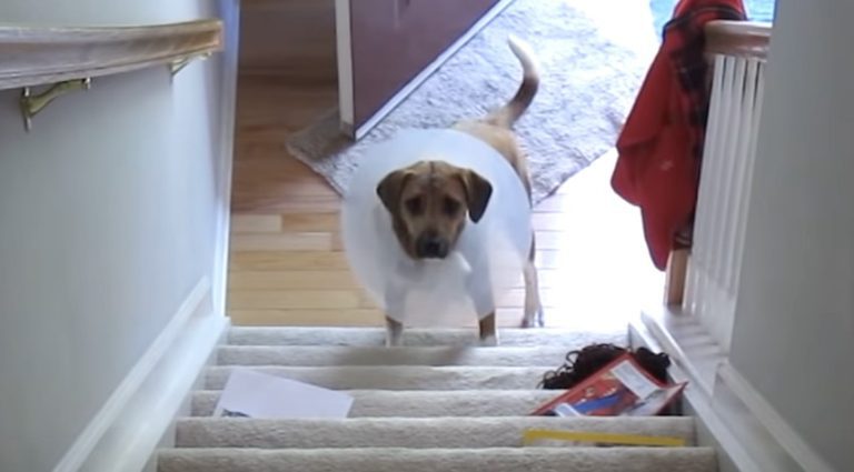 Dog Figures Out How to Climb Stairs After Her Surgery