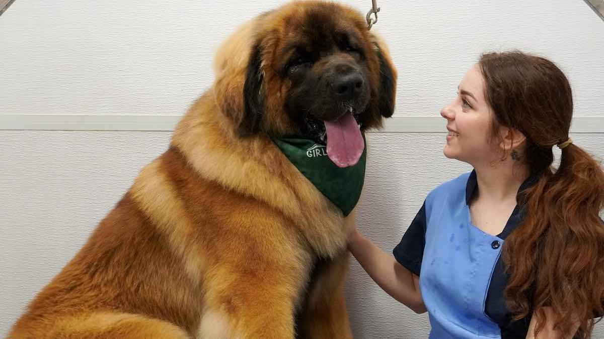 Groomer Takes On ‘Most Gigantic Dog’ She Has Ever Worked On