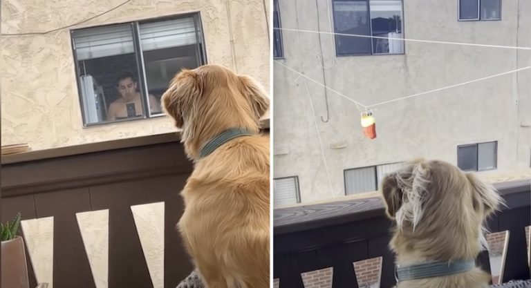 Neighbor Sends Toys Across Apartment Balconies To Friendly Dog