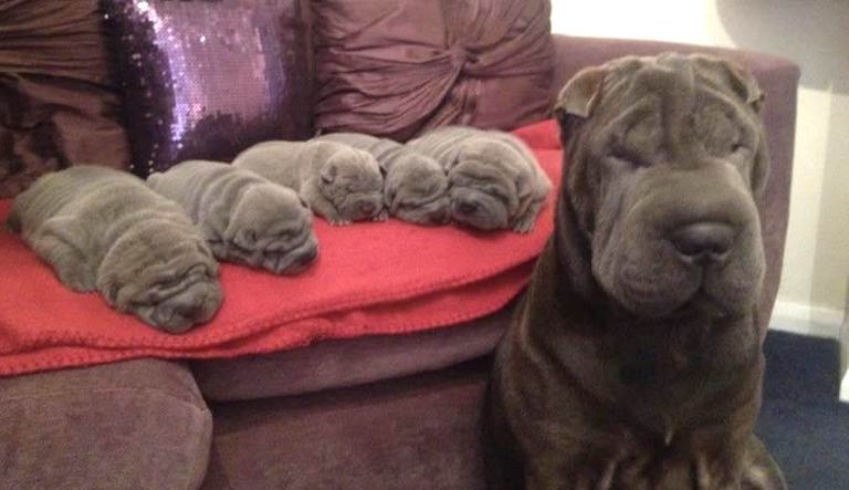 11 Dogs Who are So Proud to Be New Mothers