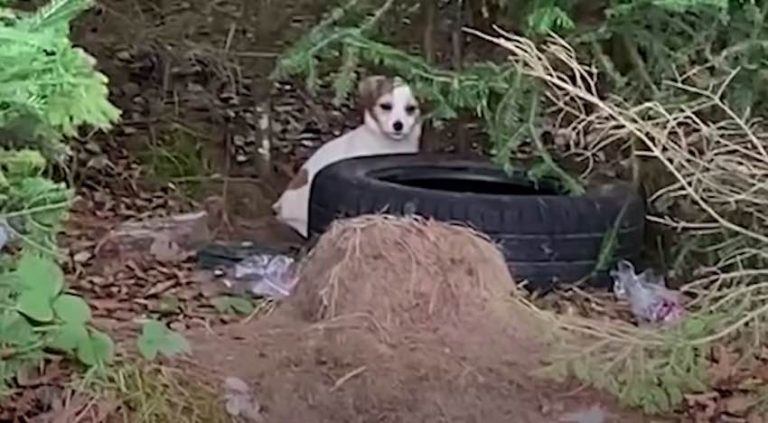Woman is Determined to Rescue Tiny Puppy in Forest