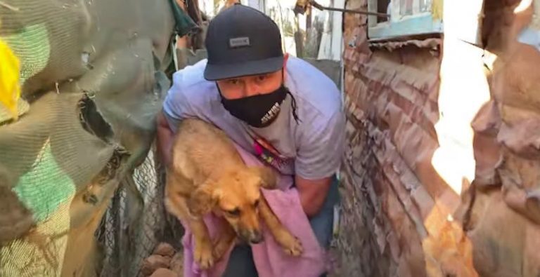 Stray Dog Scalded By Hot Water Makes Amazing Recovery