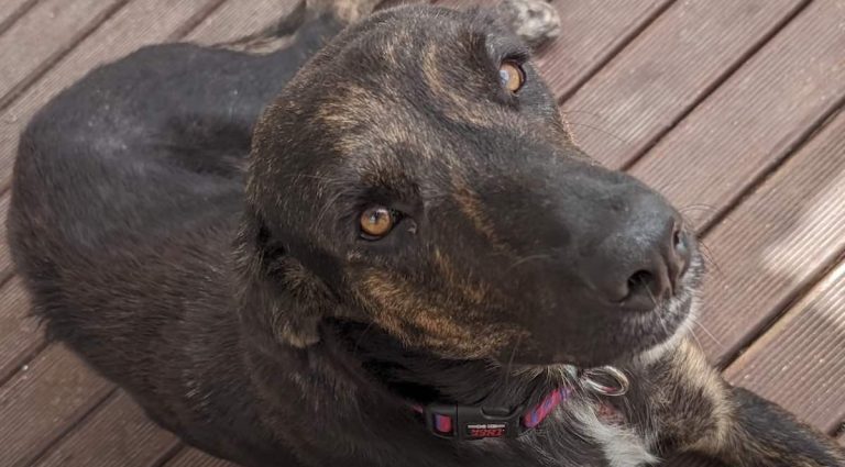 mama dog leads rescuer to her puppies.