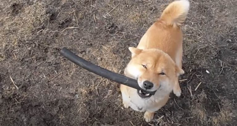 shiba inu with stick