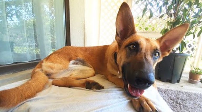 Sweet Belgian Malinois Abandoned By Owners When She Needed Them The Most