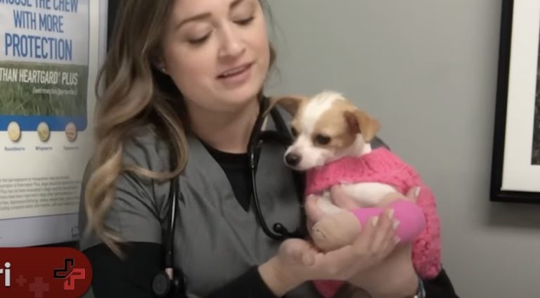 stray dog with broken leg gets help