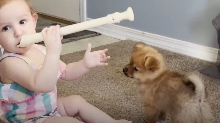 toddler and puppy play jam sessions together