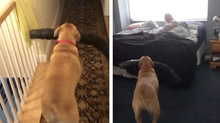 Dog Brings Grandma a Gutter as a Gift