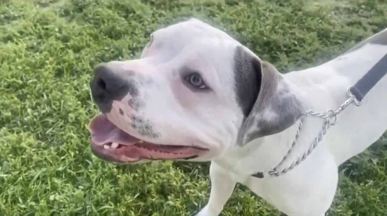 pit bull dumped in park training to be service dog
