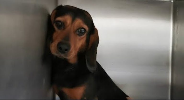scared dog takes a long time to heal