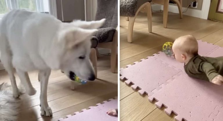 dog fetches ball for baby