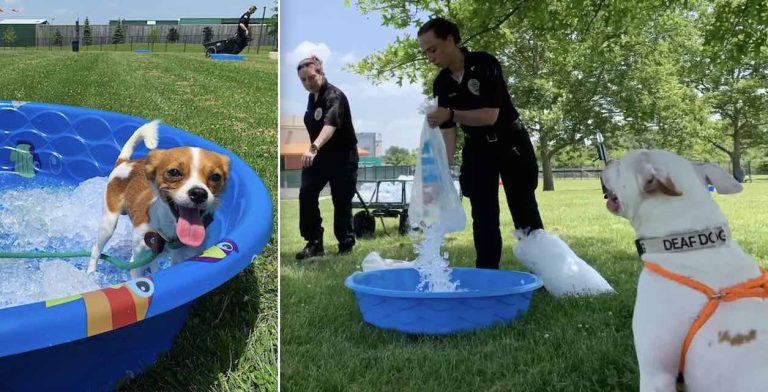 Community Rallies To Help Dogs After Ohio Shelter Loses Power During Heatwave