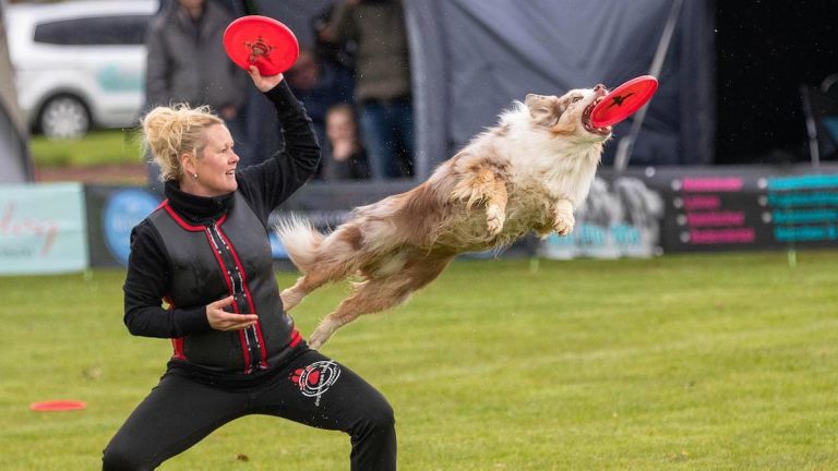 pixabay/dog in disc dog