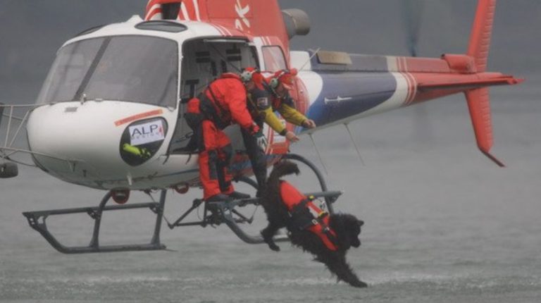 Water Rescue dog with Scuola Italiana Cani Salvataggio