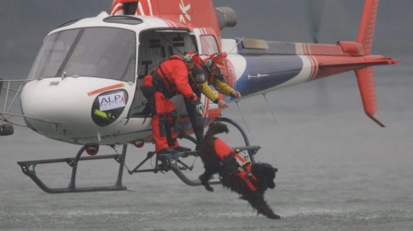 Italy’s Dog Lifeguards Jump Into Action to Save Lives