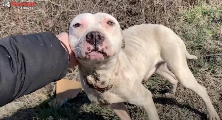 injured pit bull found by side of road in Serbia