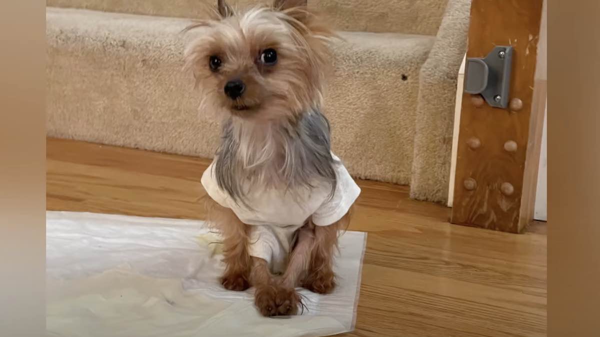 Paralyzed at a Puppy Mill, Yorkie’s Fighting Spirit is Beautiful to See
