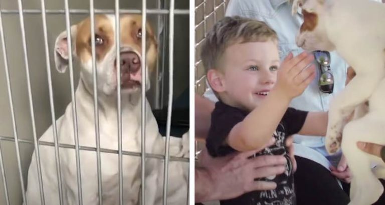 pregnant pitbull gets out of shelter to give birth