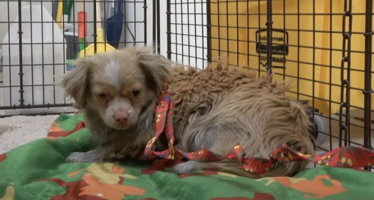 Dog Alone On Streets For 6 Months Kept Her Painful Injury Hidden