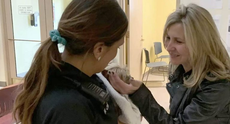 dog reunites with family after 11 years
