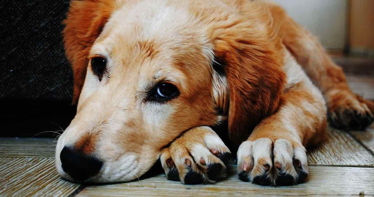 What To Do In Case Your Dog Is Accidentally Poisoned