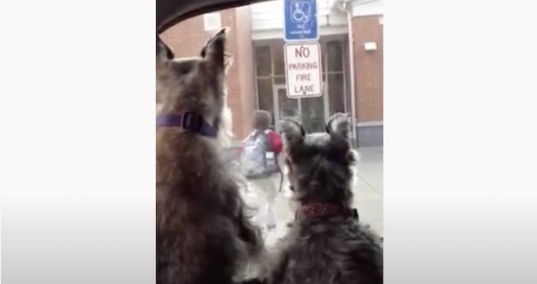 Sweet Schnauzer Misses Her Little Human When He Leaves for School