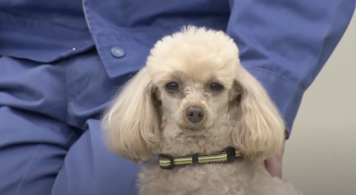 Toy Poodle Joins Other Small Dogs as Part of Japanese Police Force