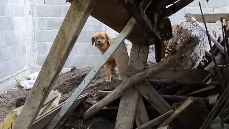 Amber the dog rescued from home after owner died.