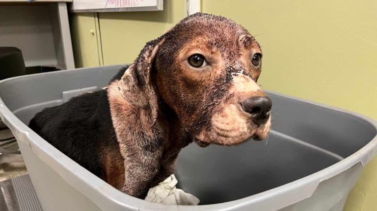 Skinny Stray Dog Being Devoured By Fleas Ends Up In Someone’s Backyard
