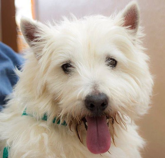 Thirty Puppy Mill Dogs Walk on the Ground for the First Time