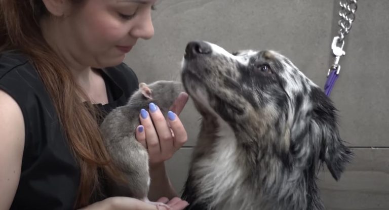 dog has emotional support rat during grooming
