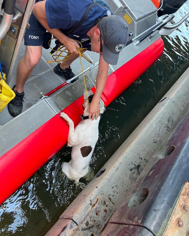 dog rescued from water at New York bridge