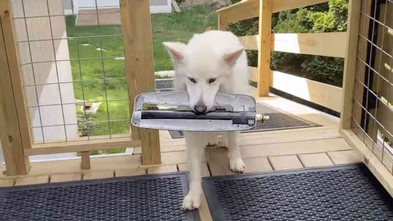 dog brings favorite sprinkler to mom
