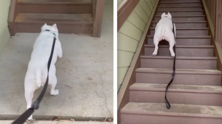 dog bunny hops up stairs
