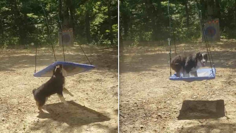 australian shepherd on swing