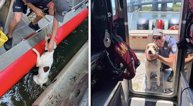 Dog Thrown Off New York Bridge Rescued After Good Samaritan Spots Him
