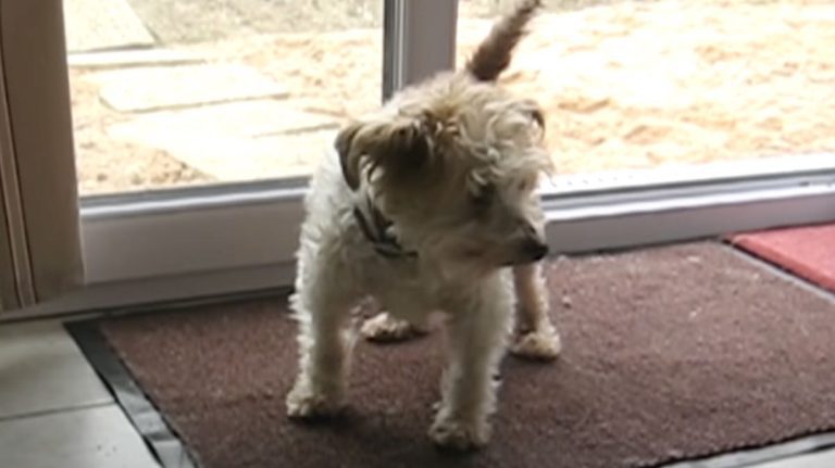 polite dog comes into home