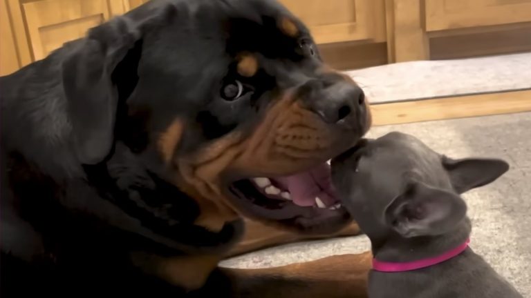 dozer meets his little sister Daisy