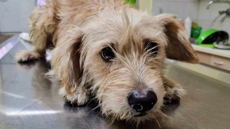 Young Dog Orphaned After His Owner Died is Rescued from Abandoned Home