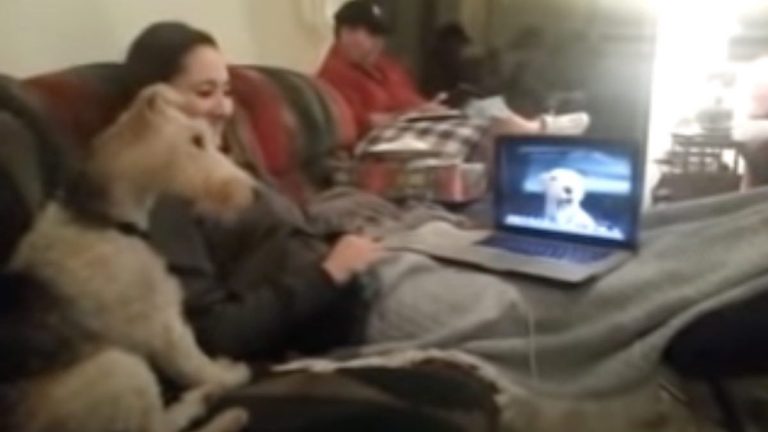 dog enjoys Skype