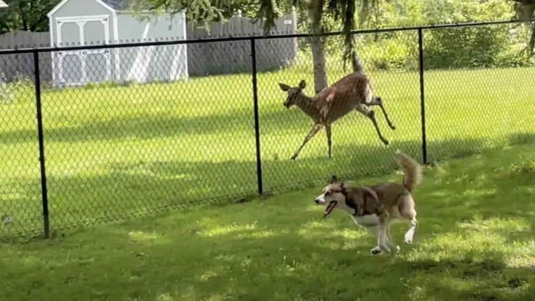 Husky and deer play together