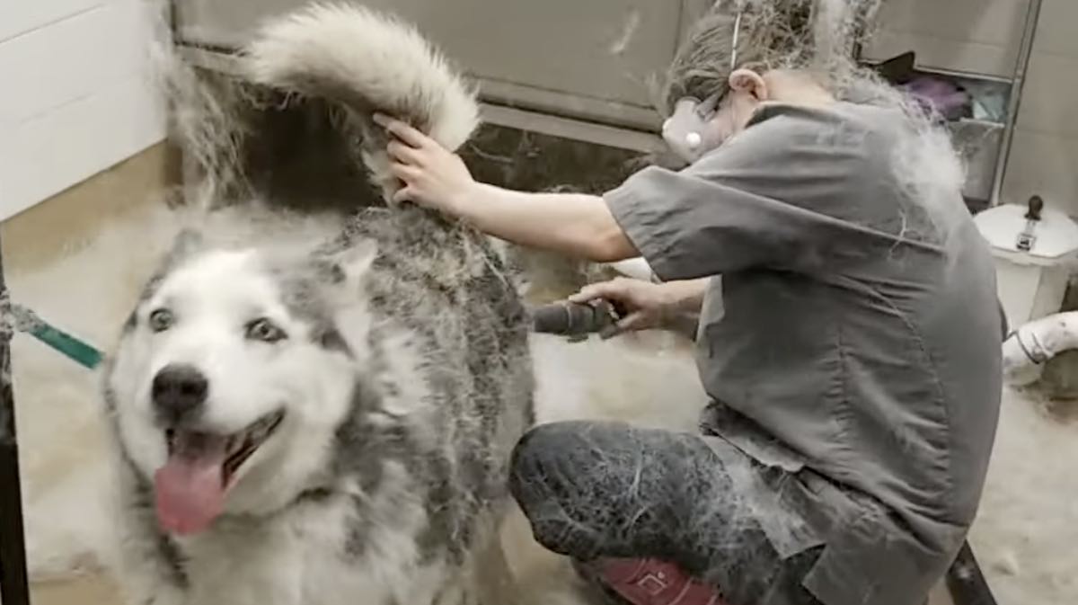 Whole Lot of Fur Goes Flying When Husky Gets De-Shedded