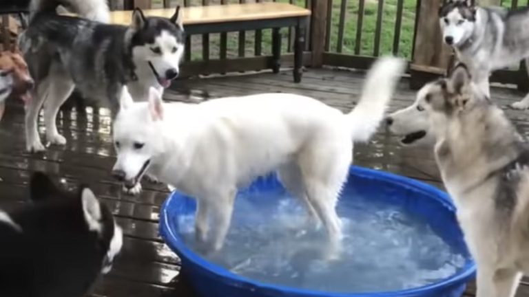 husky plays in kiddie pool