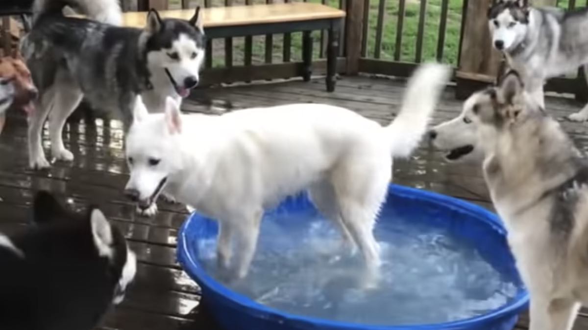 Playful Husky Won’t Let Any of His Friends in the Pool