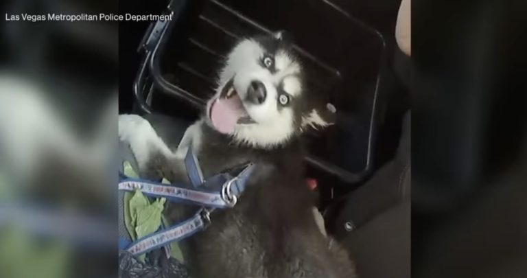 husky puppy left in hot car in las vegas