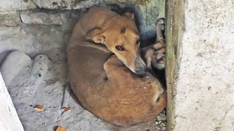 joey the street dog rescued