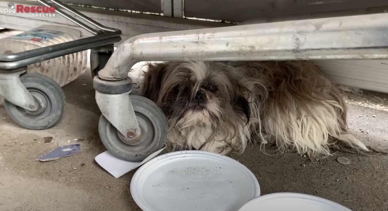 dog suffering from broken heart rescued
