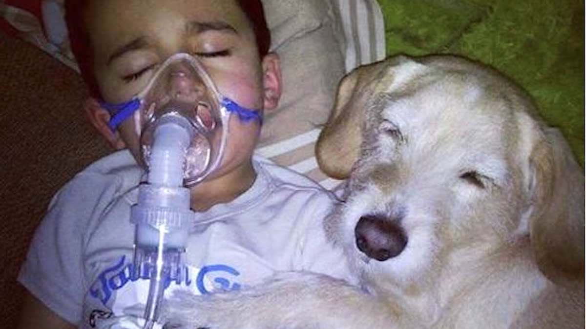 Rescue Dog Comforts Sick Toddler In Heartwarming Photo
