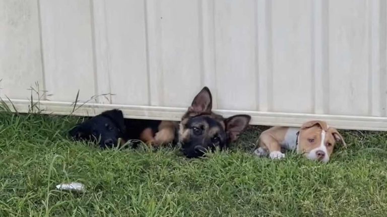 puppies under fence