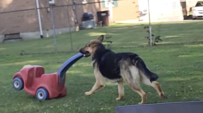 german shepherd plays with toy car
